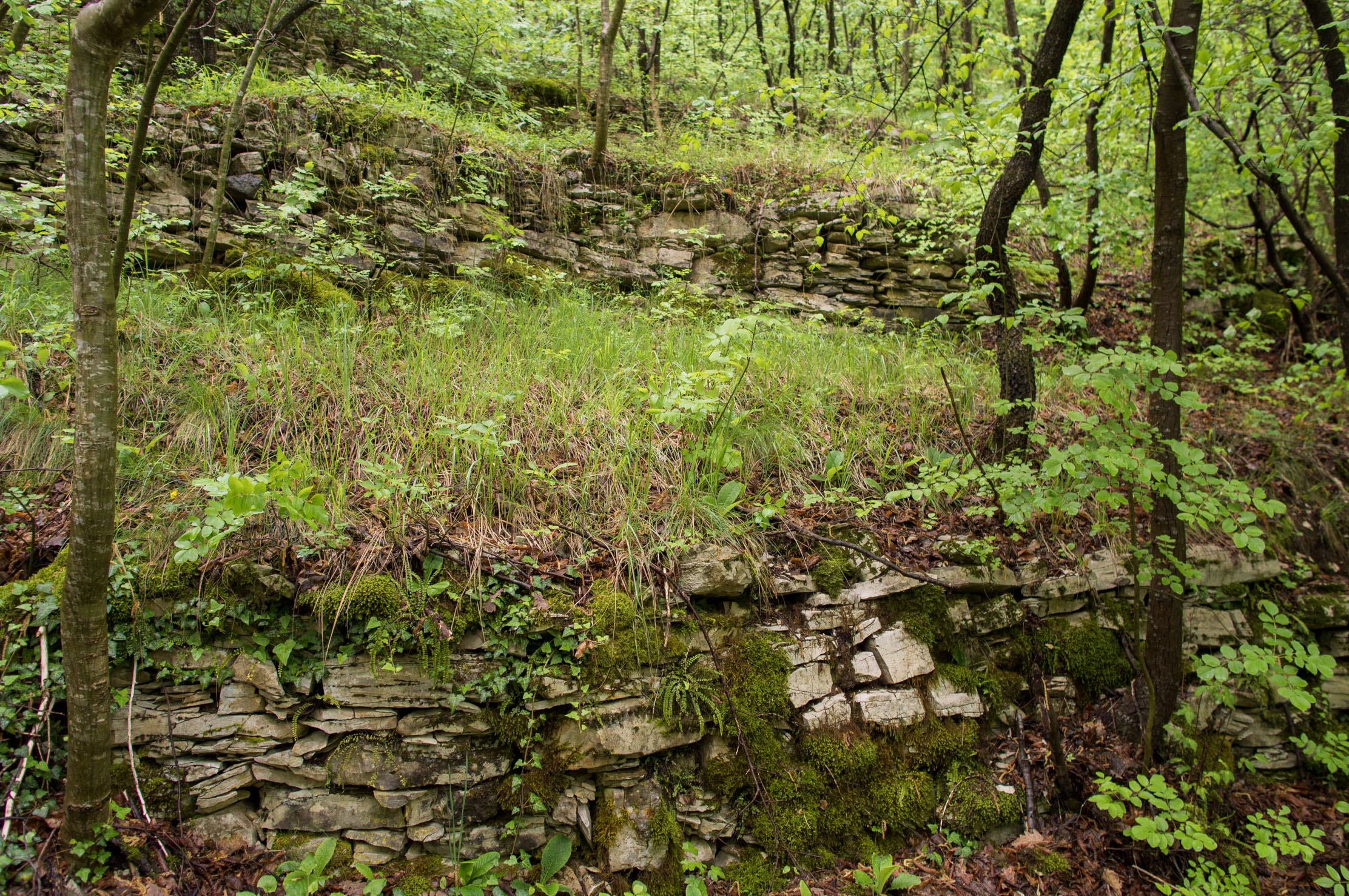 A succession of overgrown terrace walls climbing the mountain